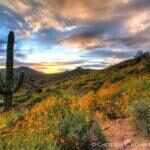 Wildflower Goodness by Cheyenne L Rouse Photography