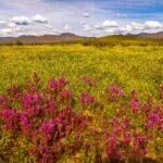 Wildflowers at Pumpkin Center by Byron Neslen Photography