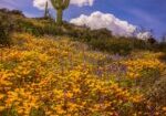 Wildflowers in the Sonoran Desert by Byron Neslen Photography